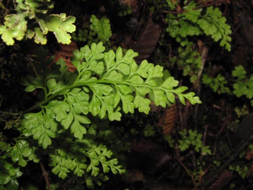 Image of Unidentified Plant (Fern) sp. #3183 (). Click to enlarge parts of image.