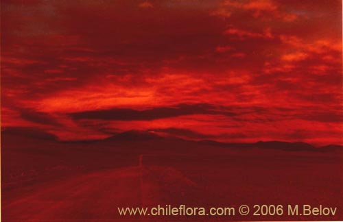 An image of a road which goes from Panamericana Highway to Salar de Pajonales at sunset in very red tones, Chile.