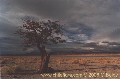 A tree which was cut and is growing again from the rests of the trunk, with cloudy scenery behind in the Atacama desert near Peine, Chile.