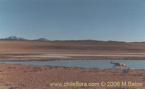 An image of a running guanaco, with a small lake and Altiplano scenery behind, in Salar de Tara, Chile.
