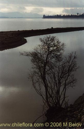 Image of a tree standing on the shore of Colbun lake.