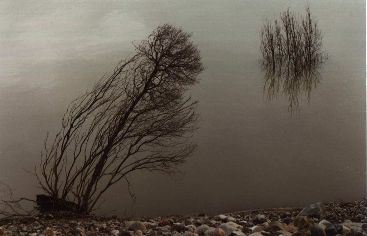 Image of two trees on the bank of Colbun Lake.