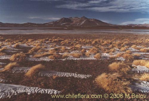 An image of Copiapo Volcano in winter, with  San Francisco Lake in front and some shrubs partially covered by snow, Chile. 