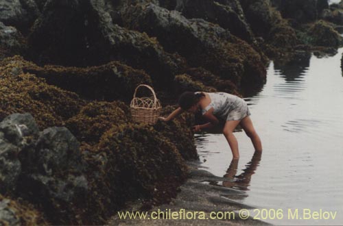 An image of young a girl gathering seaweeds at Boyeruca, Chile.