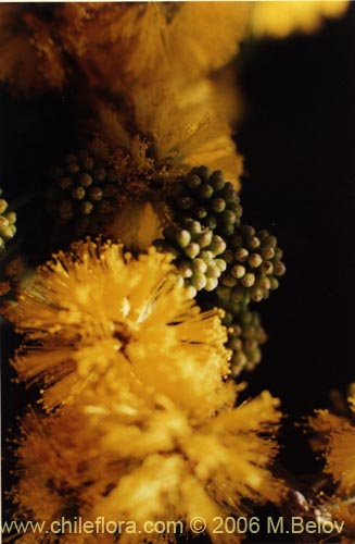 Image of Acacia caven (Espino / Aromo). Click to enlarge parts of image.