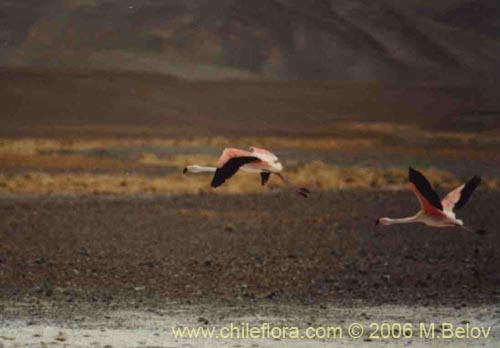A pair of flying flamingoes near Salar de Maricunga.