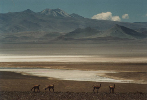 An image of four guanacos grazing on the slopes, with the Salar of Pedernales and Cerro La Nuez behind, Chile.