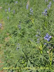 Image of Lupinus angustifolius (Lupina amargo/Lupino azul)