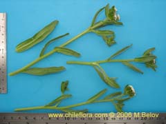 Image of Unidentified Plant #2398 ()