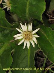 Image of Unidentified Plant #1857 ()