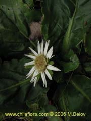 Image of Unidentified Plant #1857 ()