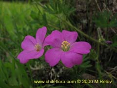 Bild von Geranium berteroanum (Core-core)