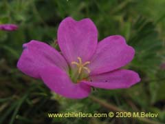 Bild von Geranium berteroanum (Core-core)