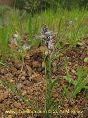 Image of Unidentified Plant #2399 ()