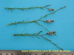 Image of Unidentified Plant #2399 ()