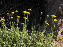 Image of Haplopappus sp. #1656 ()