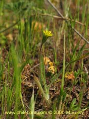 Image of Unidentified Plant #1906 ()