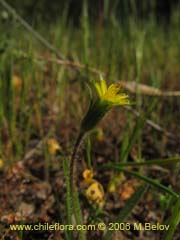 Image of Unidentified Plant #1906 ()