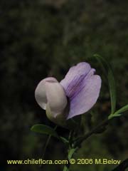 Bild von Lathyrus sp. #1523 ()