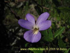 Bild von Viola portalesia (Violeta arbustiva)