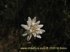 Image of Leucheria sp. #1682 ()