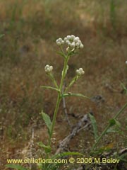 Bild von Gnaphalium sp. #1622 (Vira-vira)