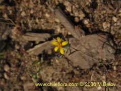 Image of Chaetanthera moenchioides ()