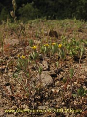 Image of Chaetanthera moenchioides ()