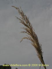 Bild von Cortaderia rudiuscula (Cola de zorro)