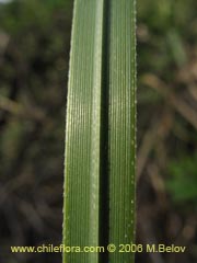 Bild von Cortaderia rudiuscula (Cola de zorro)