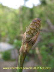 Image of Equisetum bogotense (Hierba del platero/Limpia plata/Hierba de la plata/Canutillo)