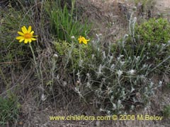 Image of Senecio sp. #1627 ()