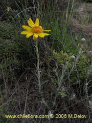 Image of Senecio sp. #1627 ()