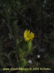 Image of Madia sativa (Melosa/Madia)