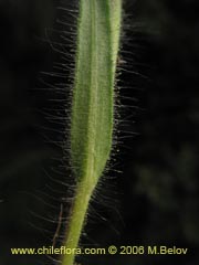 Bild von Madia sativa (Melosa/Madia)