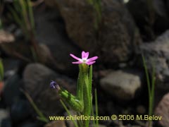 Imgen de Planta no identificada #2328 ()