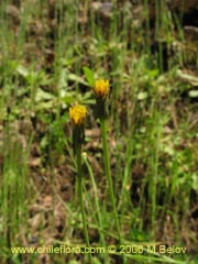 Image of Unidentified Plant #1858 ()