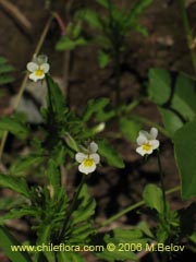 Imgen de Viola arvensis (Violeta/Pensamiento)