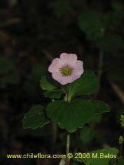 Bild von nicht bestimmte Pflanze #2327 ()