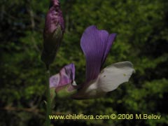 Bild von Lathyrus sp. #1634 ()