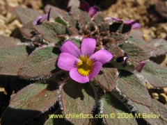 Bild von Viola sp. #1519 ()