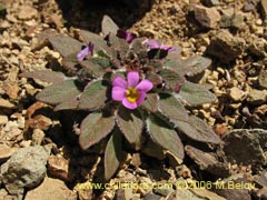 Image of Viola sp. #1519 ()