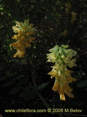 Bild von Vicia magnifolia (Arvejilla)