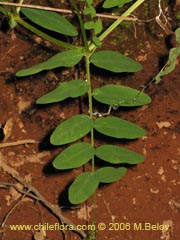 Bild von Vicia magnifolia (Arvejilla)