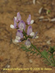 Image of Astragalus sp. #1528 ()