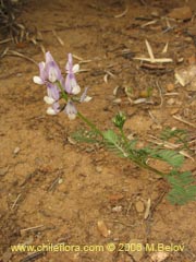 Image of Astragalus sp. #1528 ()