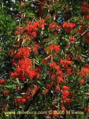 Bild von Embothrium coccineum (Notro, ciruelillo)