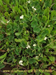 Image of Unidentified Plant #1863 ()