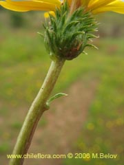 Image of Haplopappus sp. #1532 ()