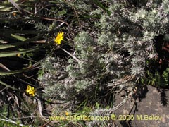 Bild von Senecio sp. #1647 ()